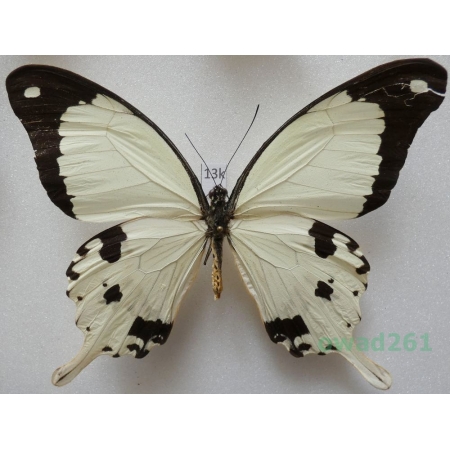 Papilio dardanus meriones C. & R. Felder, 1865 Madagascar 99mm13k